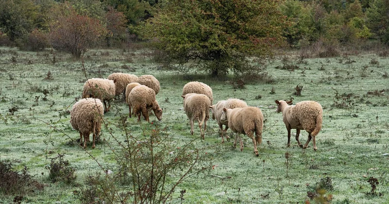 Cévennes, Mont Lozère, tour de la Lozère : ce qu'il faut savoir avant de s'engager