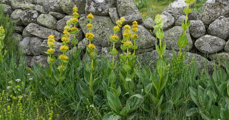 L'Aubrac, le cœur battant de la gastronomie lozérienne